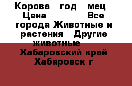 Корова 1 год 4 мец › Цена ­ 27 000 - Все города Животные и растения » Другие животные   . Хабаровский край,Хабаровск г.